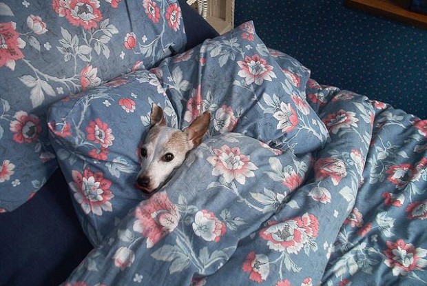 Pes v posteli
