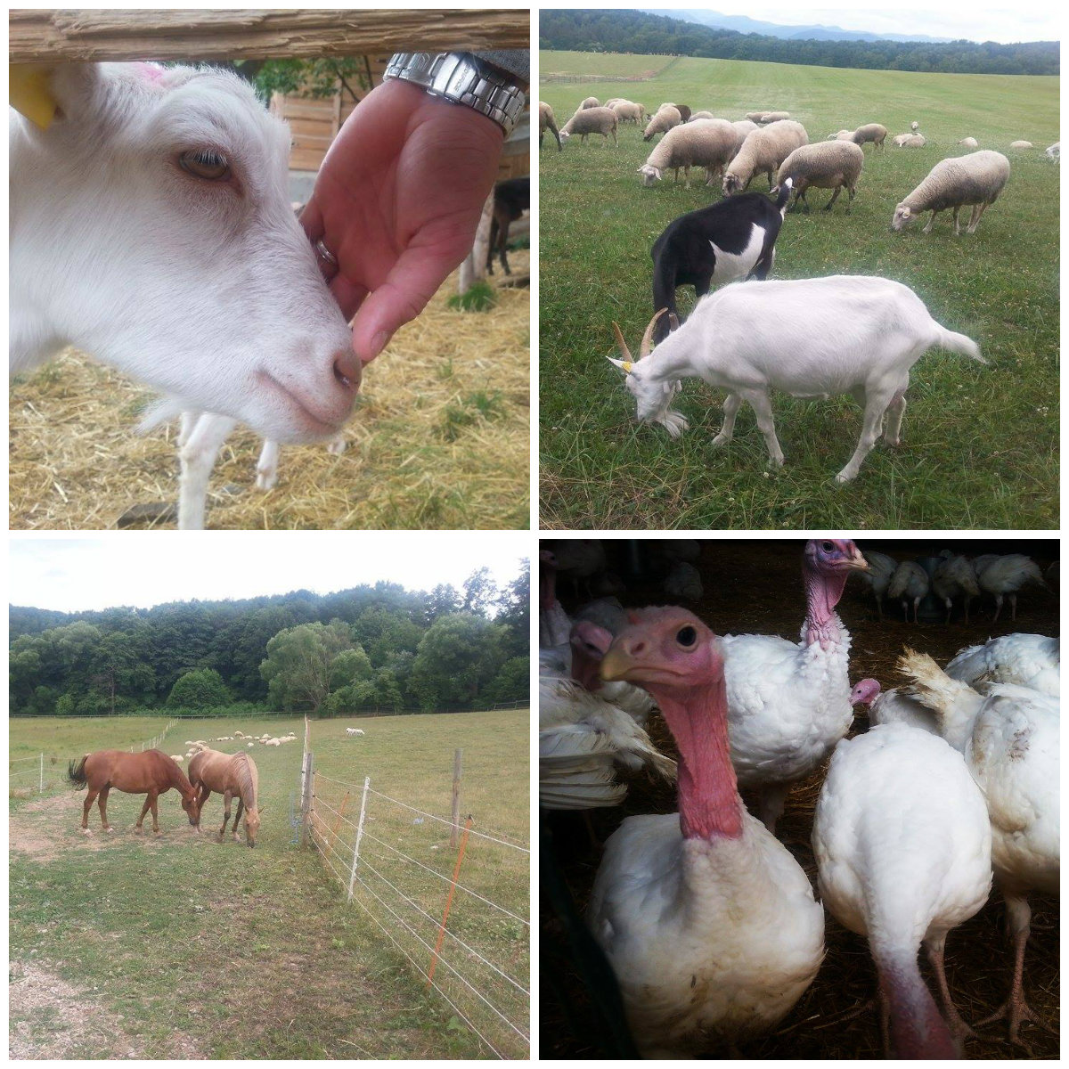 Zvieracie farmičky na Slovensku