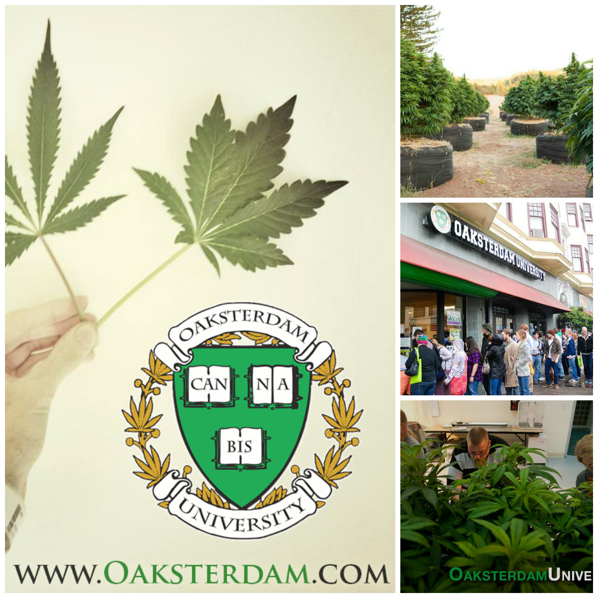 Studium pestovania marihuany - Oaksterdam University
