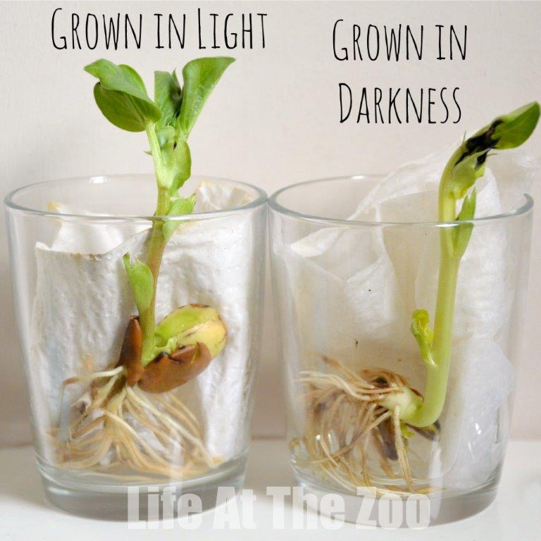 Rastlina potrebuje svetlo. Zdroj: lifeatthezoo.com