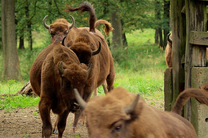 Zdroj: ifauna.sk