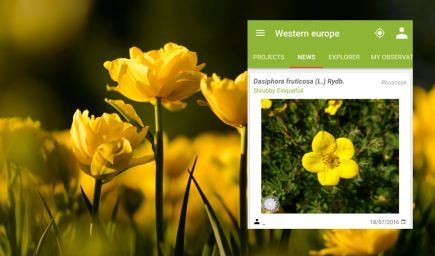 Neviete si na prechádzke spomenúť, čo je to za strom či rastlina? Aplikácia Pl@ntNet vám pomôže!