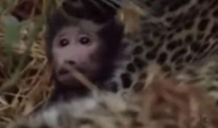 VIDEO: Leopard zabil matku, no chránil jej mláďa