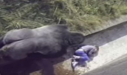 VIDEO: Toto s deťmi v ZOO neskúšajte!