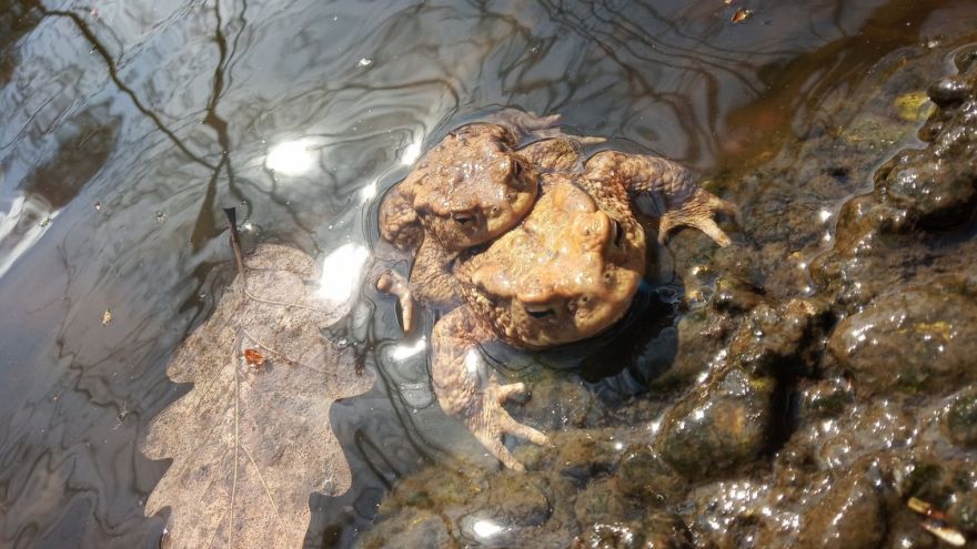 Slovenskí Mladí reportéri pre životné prostredie opäť zažiarili v medzinárodnej súťaži Young Reporters for the Environment (YRE) 2022. 
