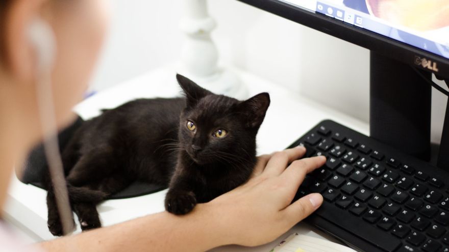 Celoštátne kolo olympiády v informatike sa uskutočnilo online. 