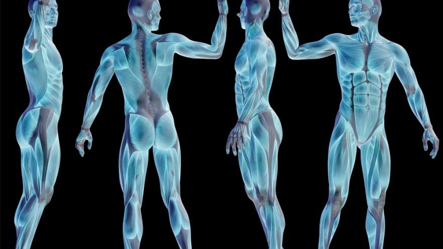 Anatomický ústav Lekárskej fakulty má virtuálnu anatomickú učebňu 
