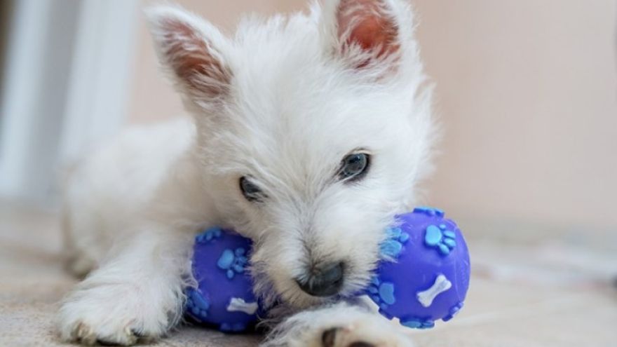 Obľúbené hračky pre psov si môžete vyrobiť aj doma.