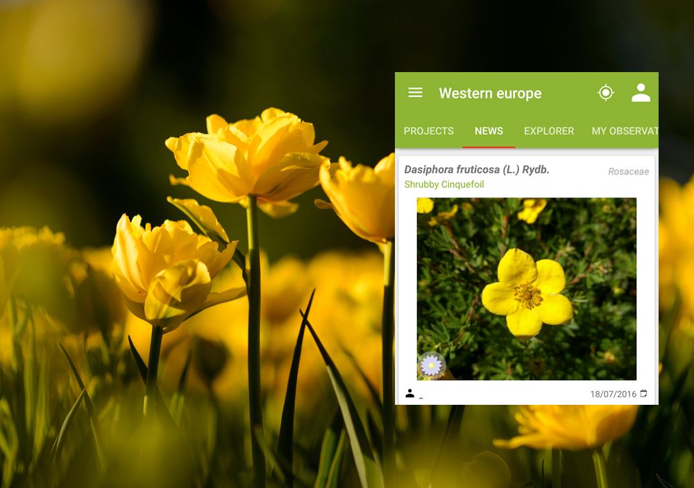 Aplikácia Pl@ntNet vám pomôže rozpoznať rastliny kdekoľvek budete