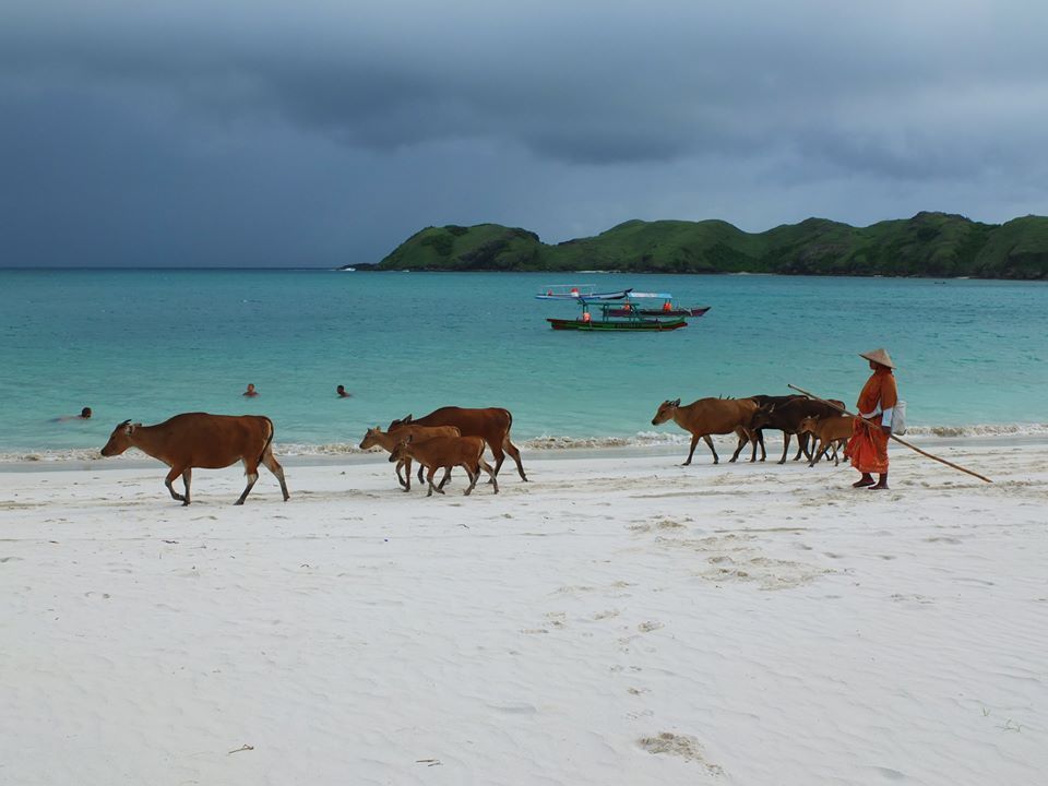 Pobrežie na Lomboku a pastier kráv